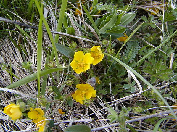  Image name: ranuncolo2.jpg 
 width: 598 pixel 
 height: 446 pixel 
 Size: 105699 bytes 
 Click to enlarge 